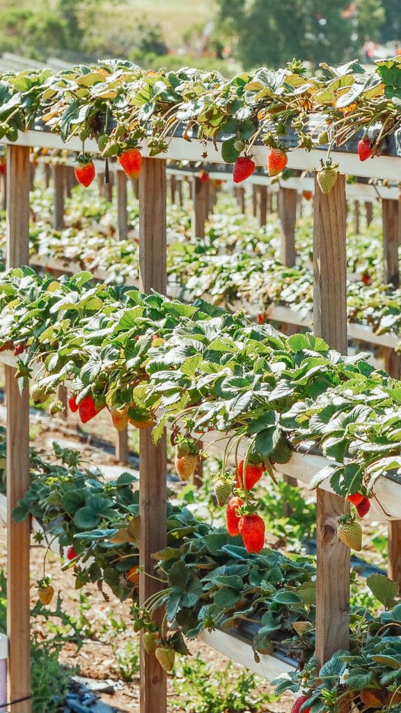 Beautiful strawberry farm_strawberry field wallpaper