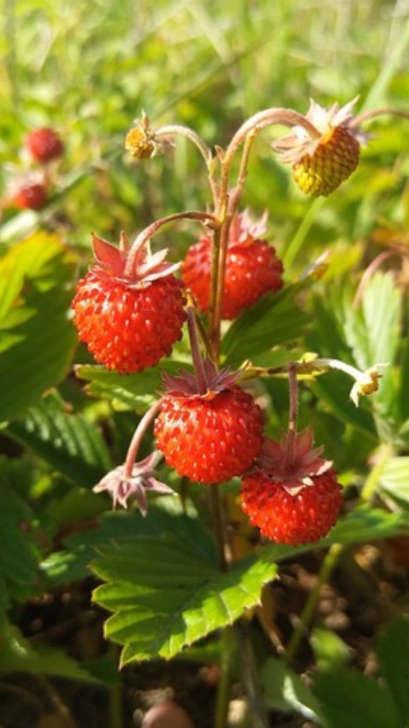 Beautiful view of strawberries at strawberry farm_strawberry field wallpaper