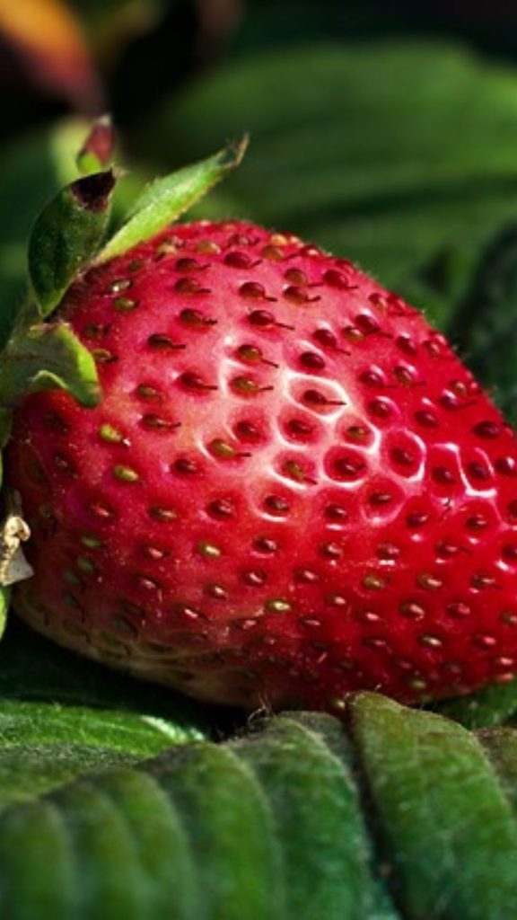 Big red strawberry on green leaf strawberry phone wallpaper