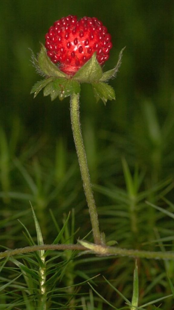 Bud of strawberry at strawberry farm_strawberry field wallpaper