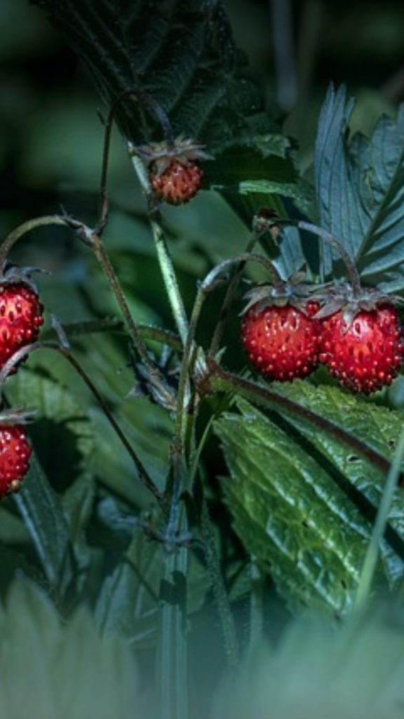 Bunch of red strawberries at strawberry farm_strawberry field wallpaper