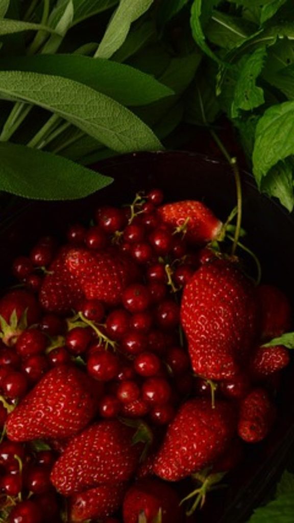 Cherries and strawberries from farm_strawberry field wallpaper