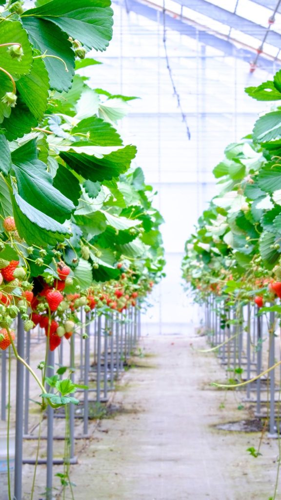 Classy strawberry farm_strawberry field wallpaper