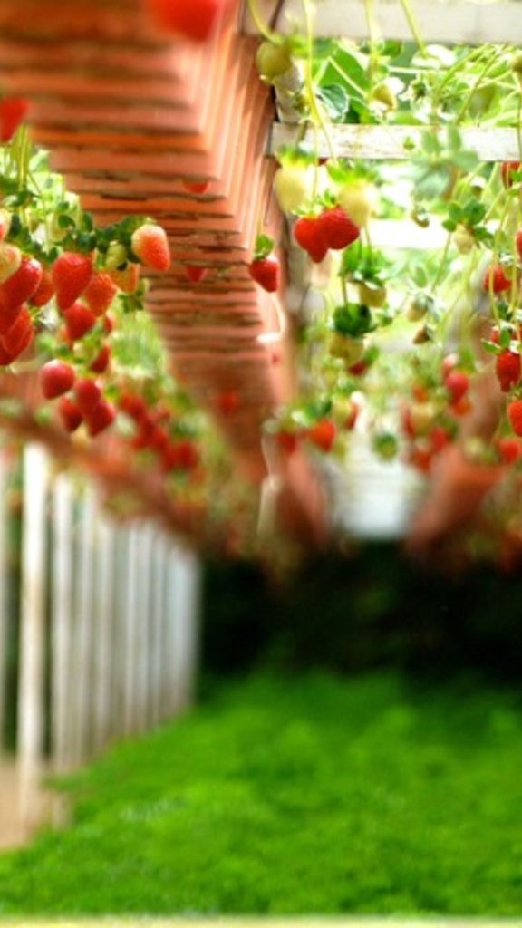 Clean and beautiful strawberry farm_strawberry field wallpaper