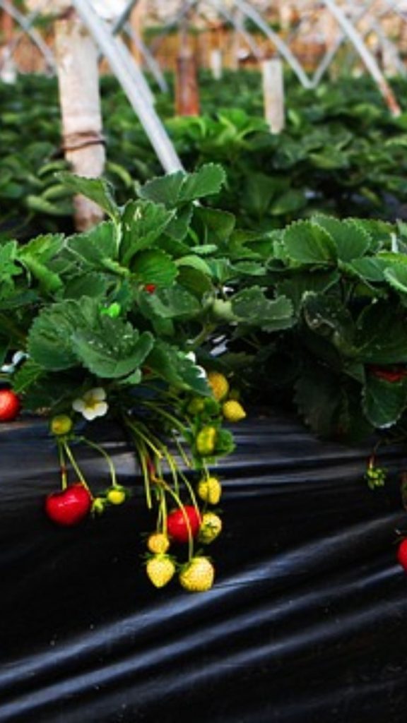 Closeup beautiful view of strawberries at strawberry farm_strawberry field wallpaper