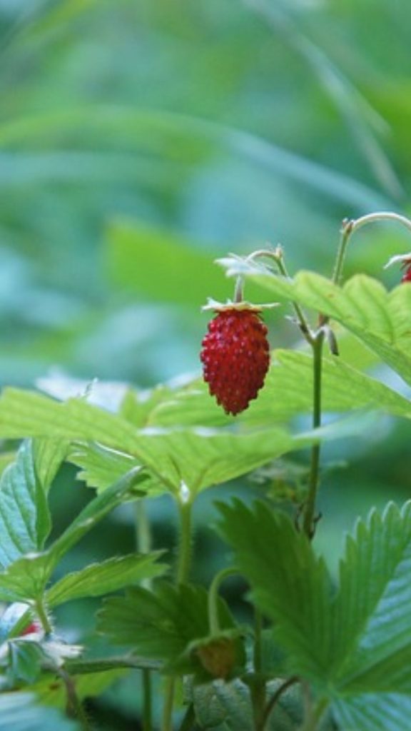 Closeup strawberry at strawberry farm_strawberry field wallpaper