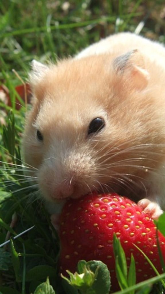 Cute animal at strawberry farm_strawberry field wallpaper