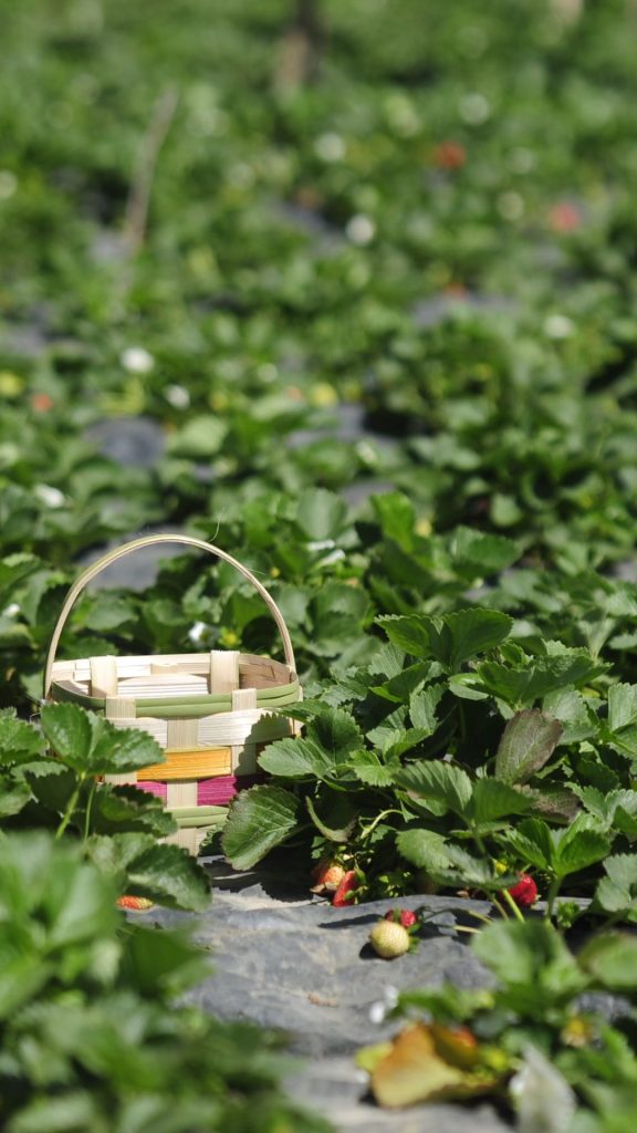 Cute basket in a strawberry farm_strawberry field wallpaper