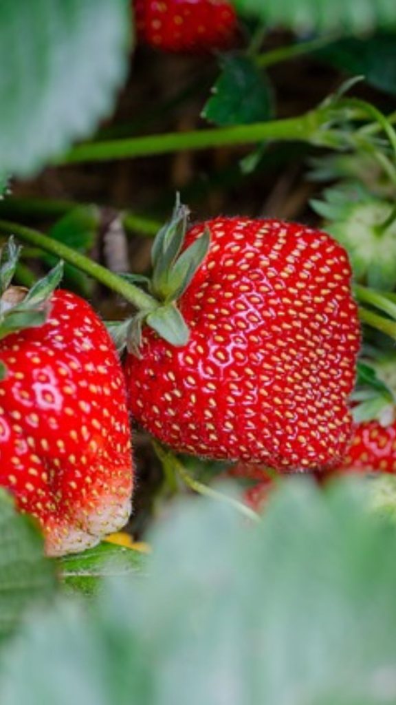 Cute red strawberry plant with leaves strawberry phone wallpaper