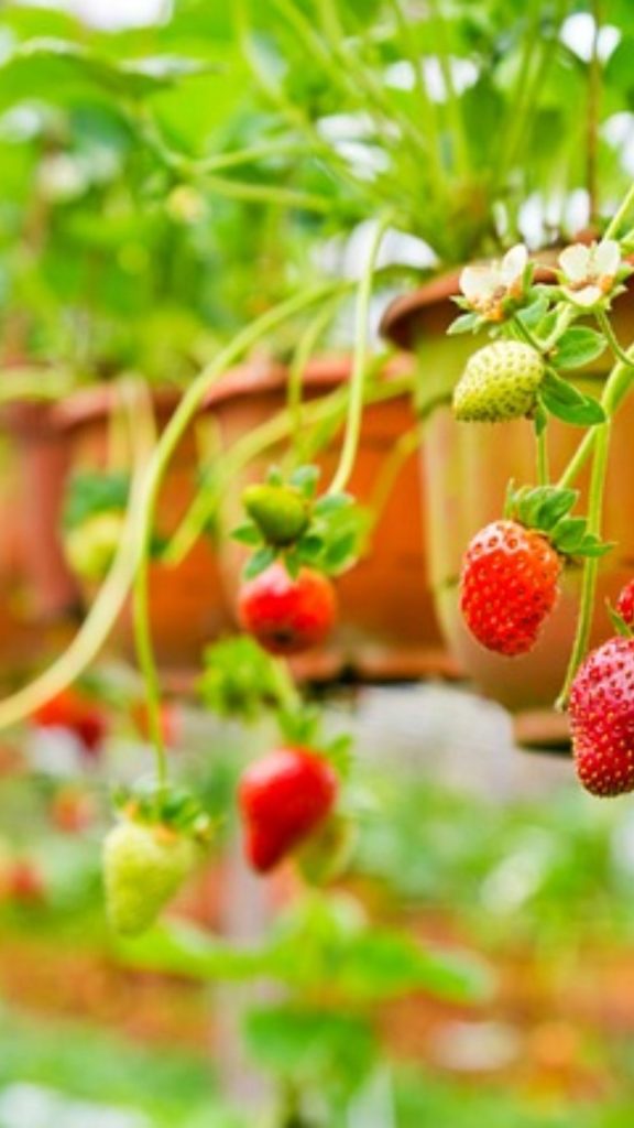 Cute strawberries at strawberry farm_strawberry field wallpaper