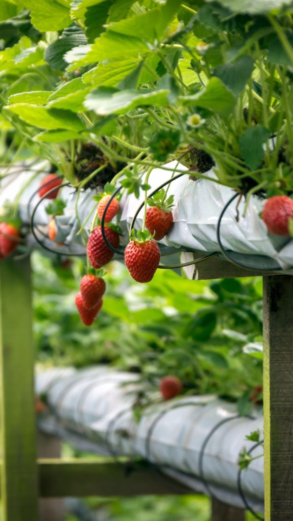 Demure strawberry farm_strawberry field wallpaper