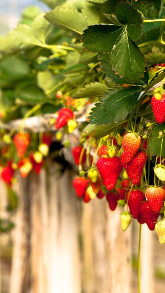 Juicy and red coloured strawberries farm_strawberry field wallpaper