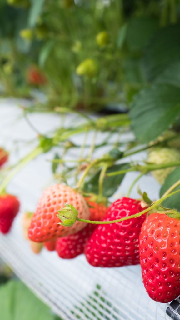 Juicy strawberry farm_strawberry field wallpaper
