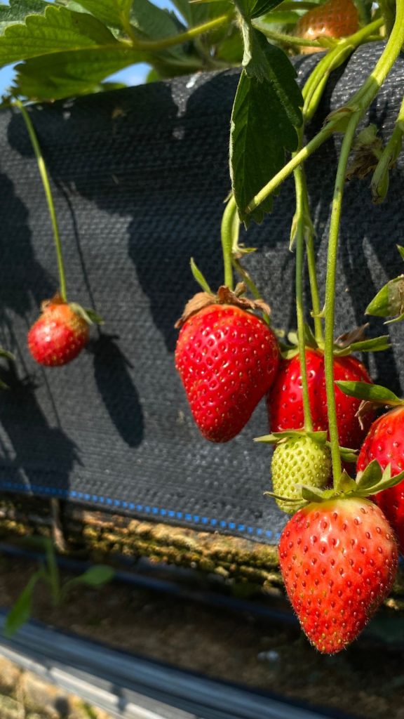 Red juicy strawberries at strawberry farm_strawberry field wallpaper