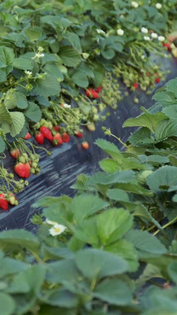 Refreshing strawberries in farm strawberry field wallpaper