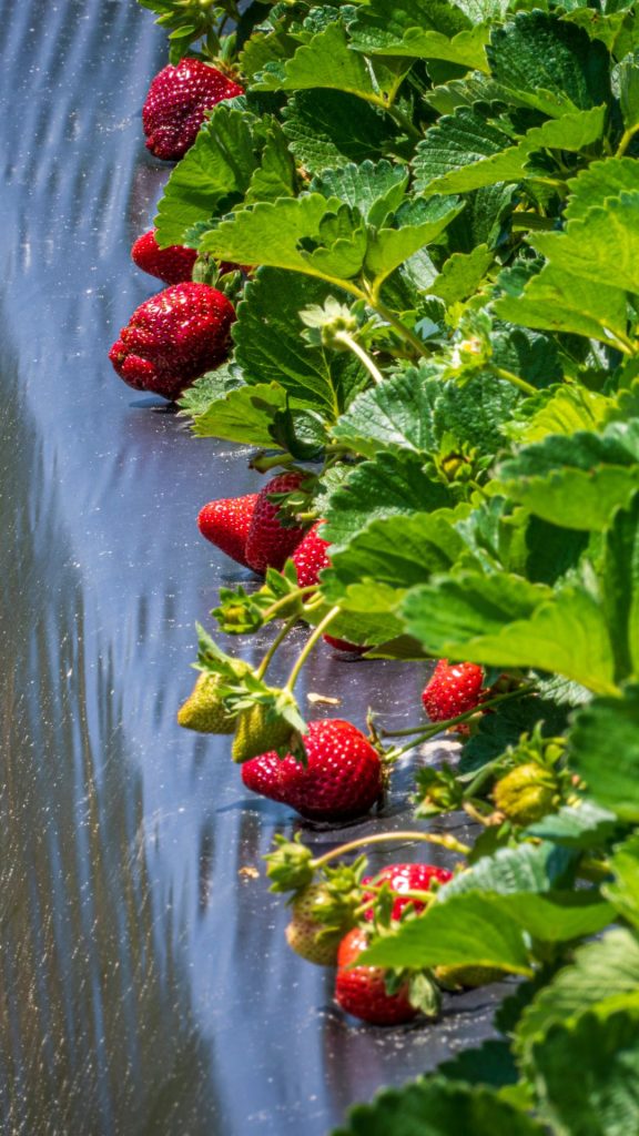 Ripped strawberries at strawberry farm_strawberry field wallpaper