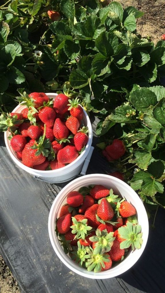 Strawberries in bowl at strawberry farm_strawberry field wallpaper