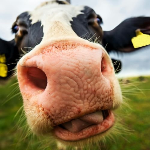 Strawberry Cow Wallpaper Aesthetic