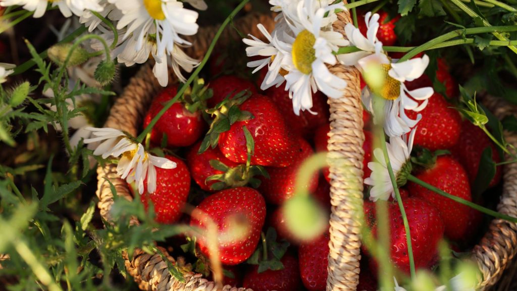 Strawberry basket with daisy flowers strawberry wallpaper for laptop