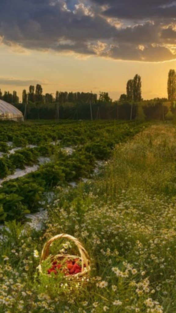 Strawberry filled basket in flowers_strawberry field wallpaper