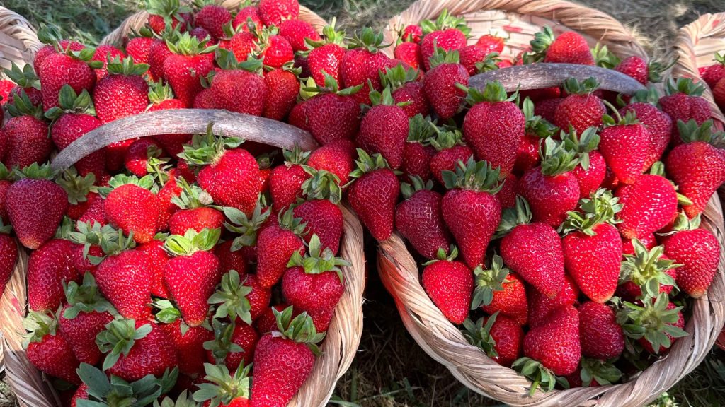 Strawberry filled baskets strawberry wallpaper for laptop