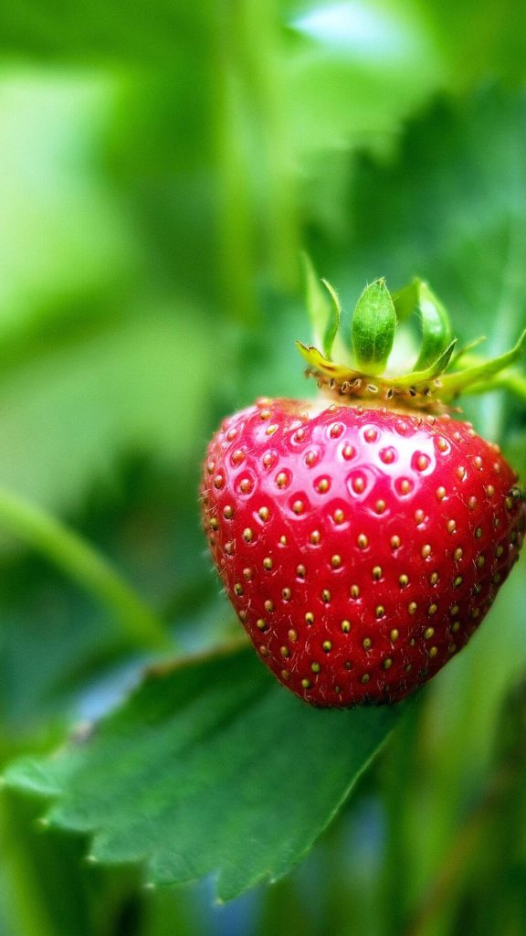 Textured realism strawberry wallpaper