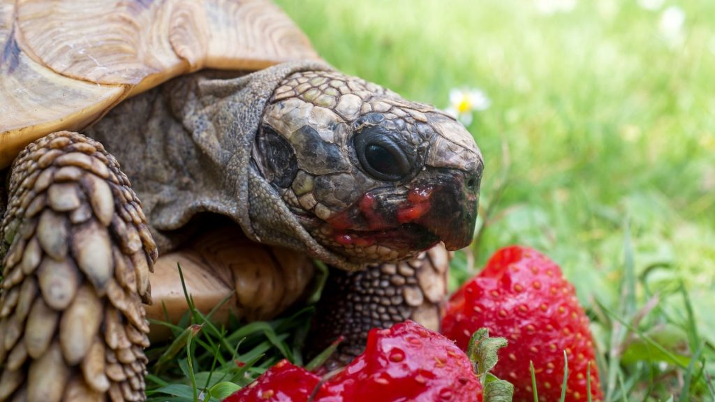 Turtle eating strawberries strawberry wallpaper for laptop