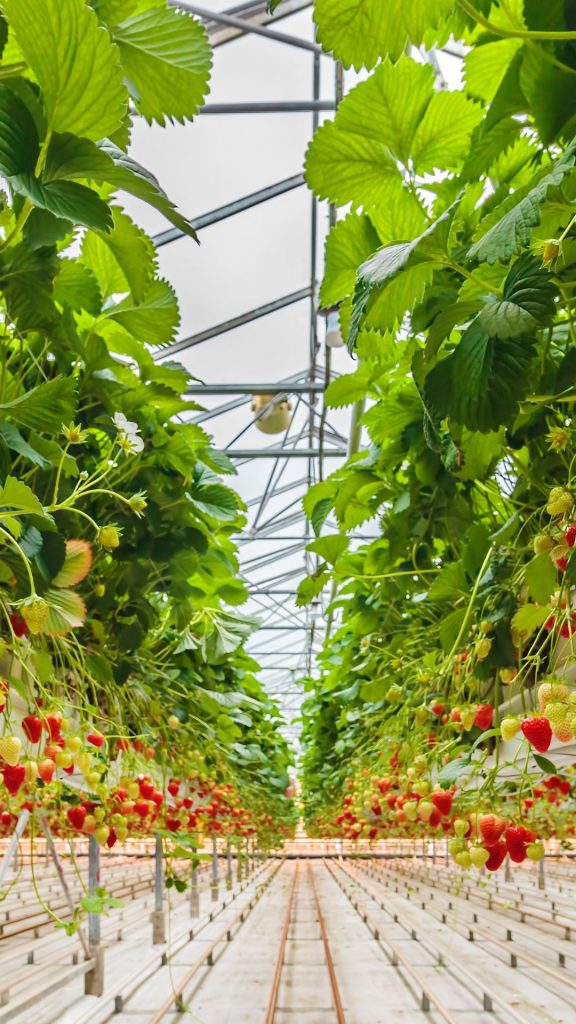 Wonderful strawberry farm filled with strawberries_strawberry field wallpaper