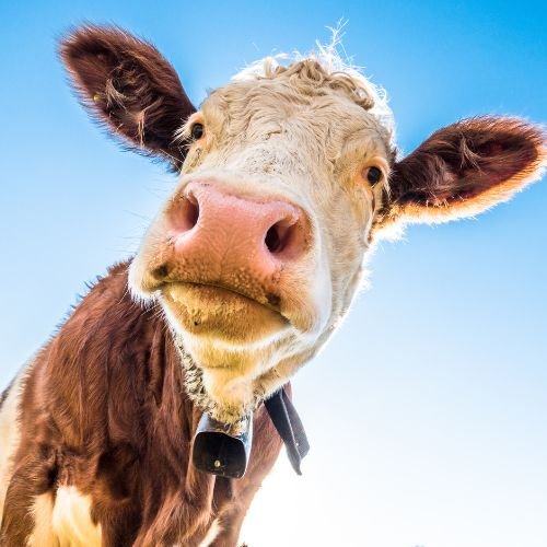 real cow pictures wallpaper