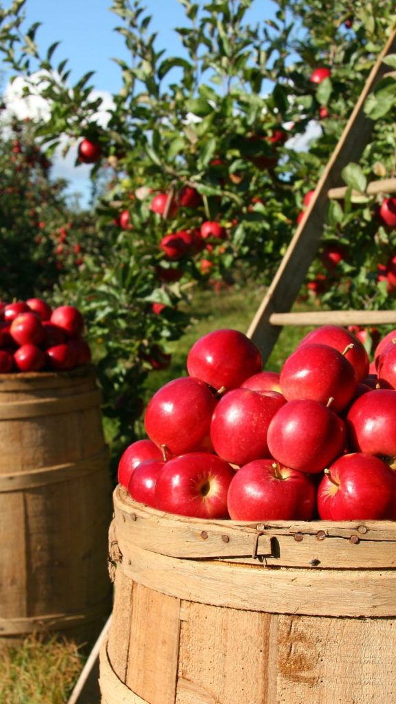 Apple farm apple wallpapers
