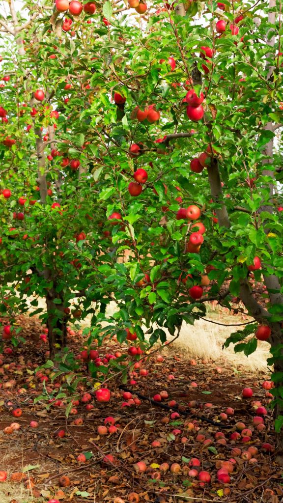 Apple tree apple wallpapers