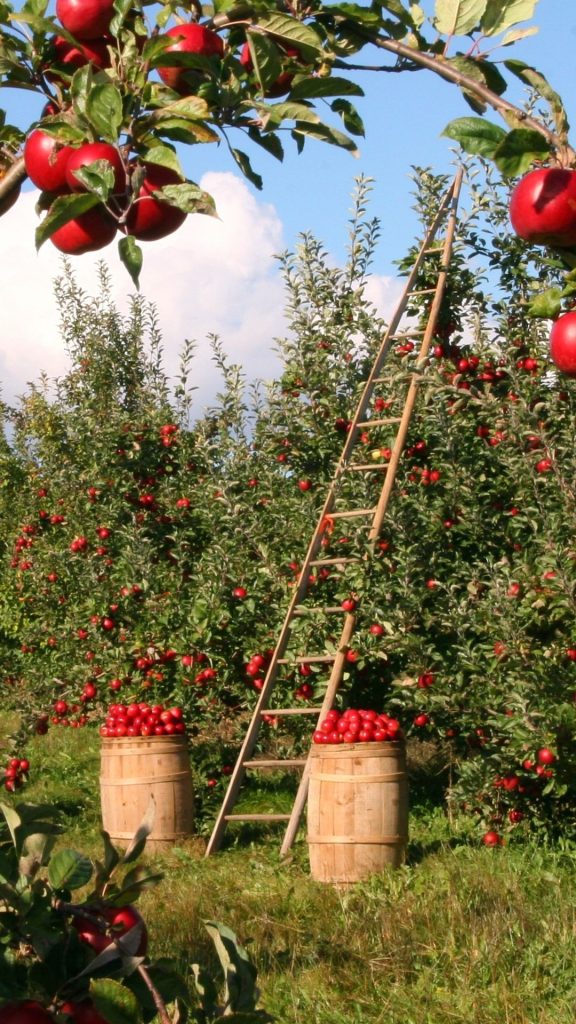 Apples bucket apple wallpapers