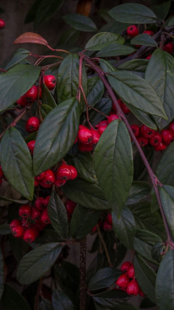Cherries with branches and leaves vintage and aesthetic cherry wallpapers