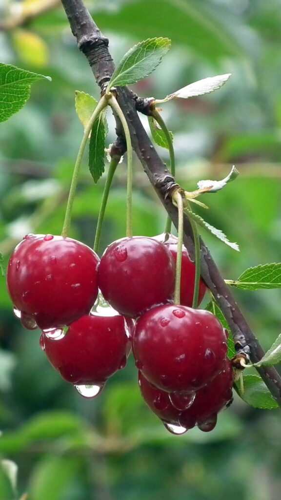 Cherry aesthetic wallpaper laptop download