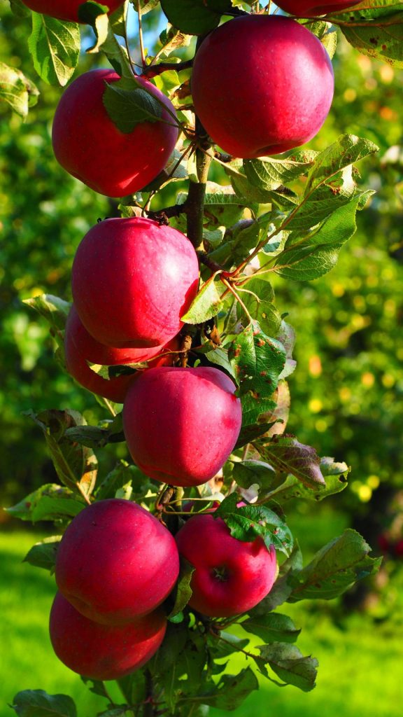 Dark red fresh apple wallpapers