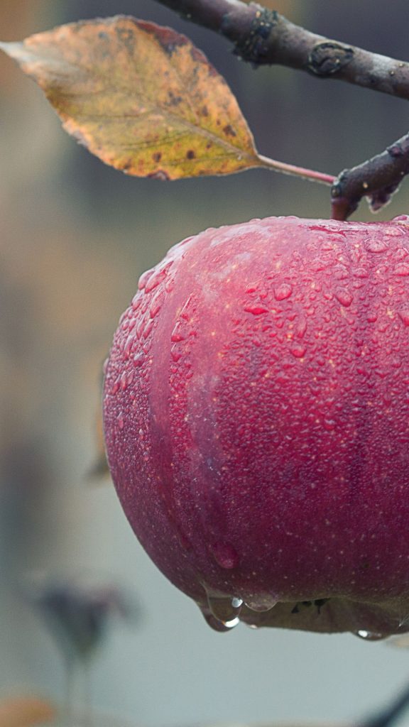 Demure vintage apple wallpapers