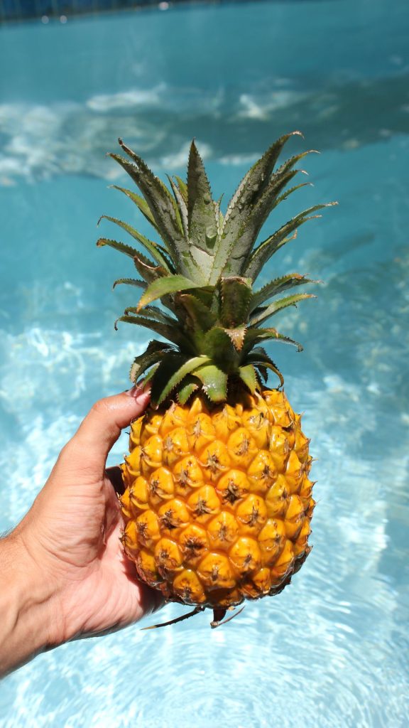 Fresh pineapples in hand with blurred water background Pineapple wallpaper