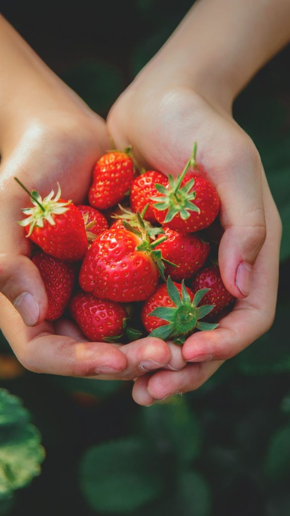 Freshly picked strawberries in hands strawberry wallpaper for I phone