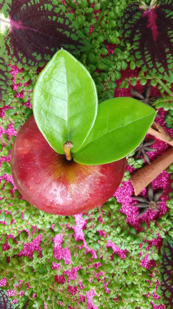 Green leaves apple wallpapers