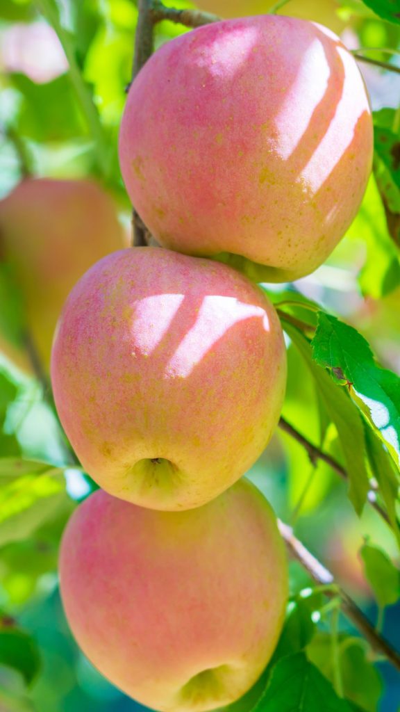 Light pink apple wallpapers