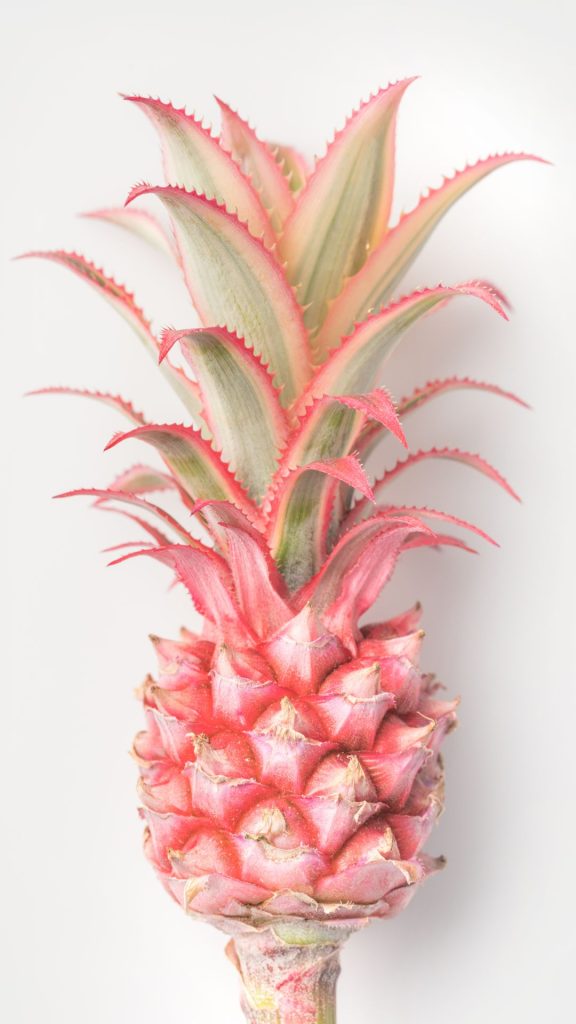 Pinky pink pineapple on baby pink background Pineapple wallpaper