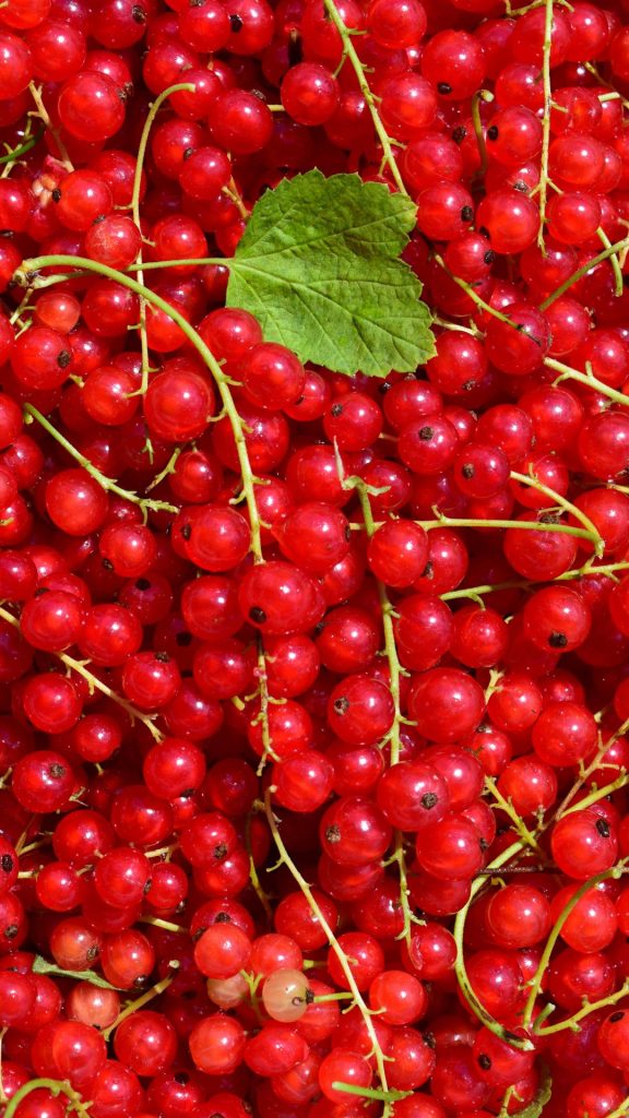 Red and fresh cherry covered wallpaper with green big leaf aesthetic cherry wallpapers