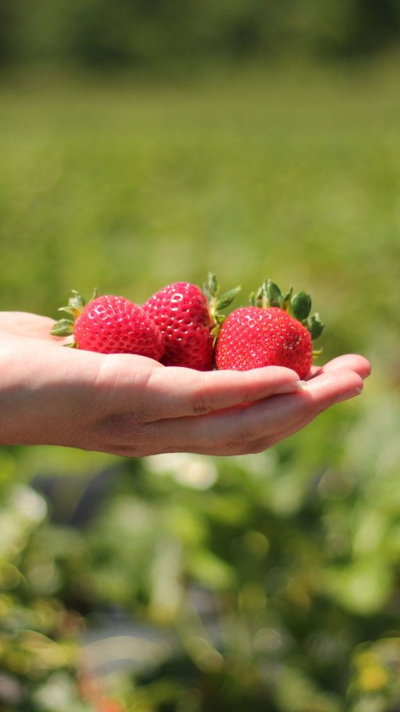 Red juicy strawberries in hand with blurred nature background strawberry wallpaper for I phone