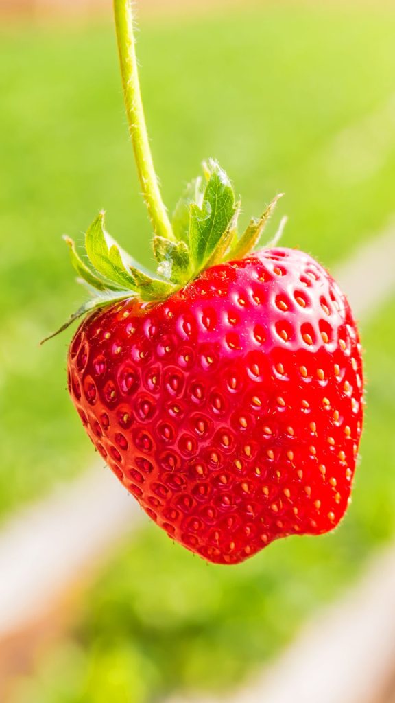 Strawberry grown in apple shape Strawberry Background Wallpaper