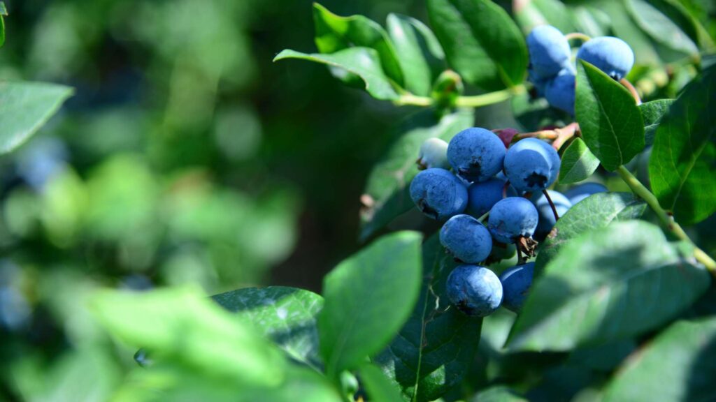 Blueberry Core Wallpaper
