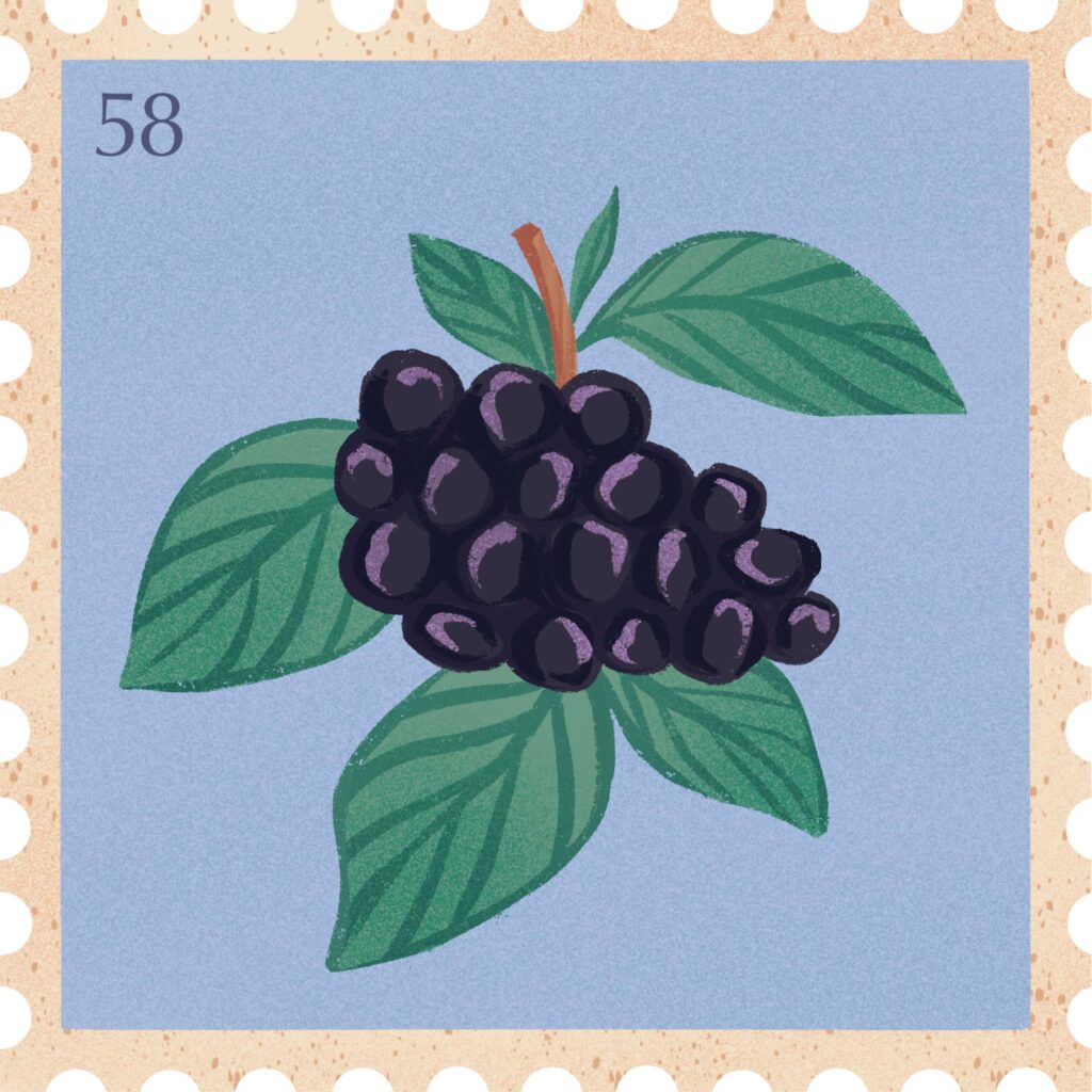 Blueberry Desktop Wallpaper