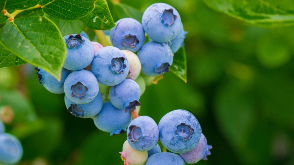 Blueberry Dessert Aesthetic