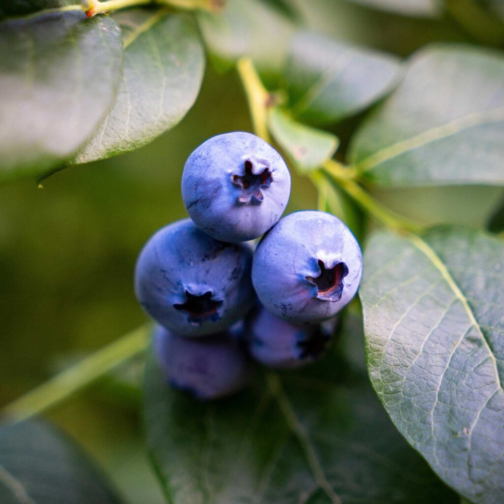 Blueberry Digital Art Wallpaper