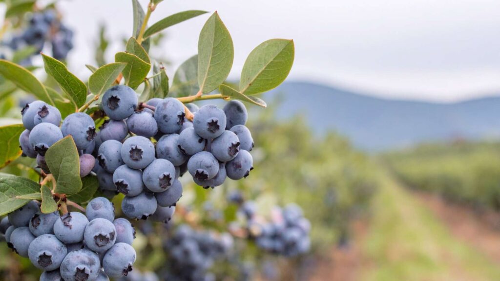 Blueberry Milk Aesthetic
