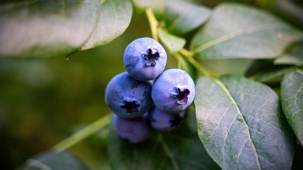 Blueberry Wallpaper Aesthetic Design